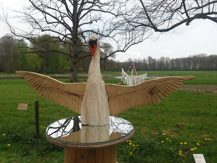 Zwaan