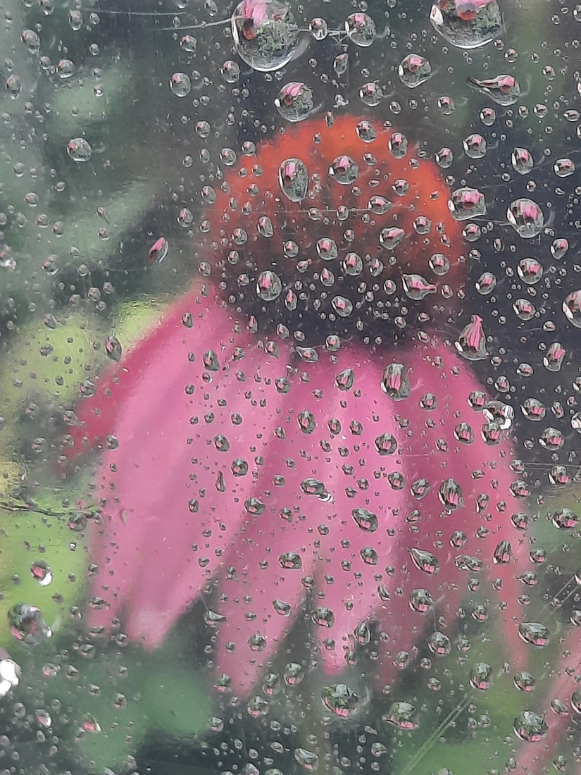 Echinacea in de regen