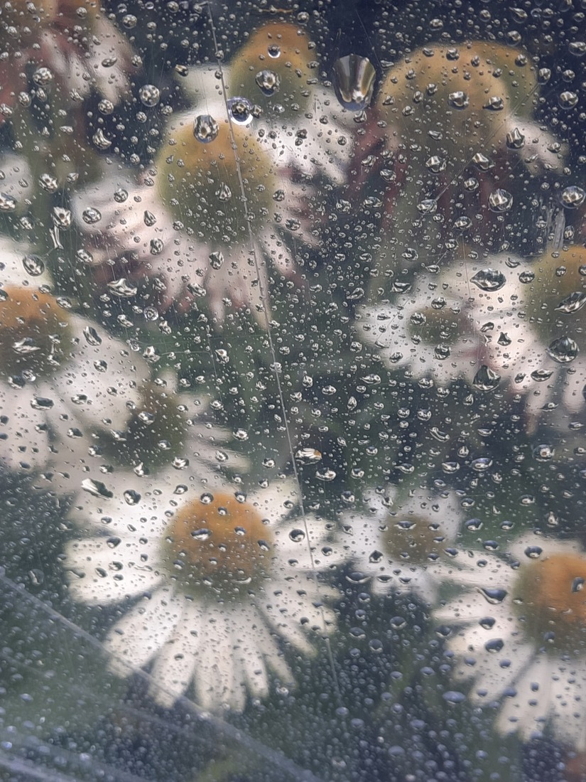Witte Echinacea in de regen