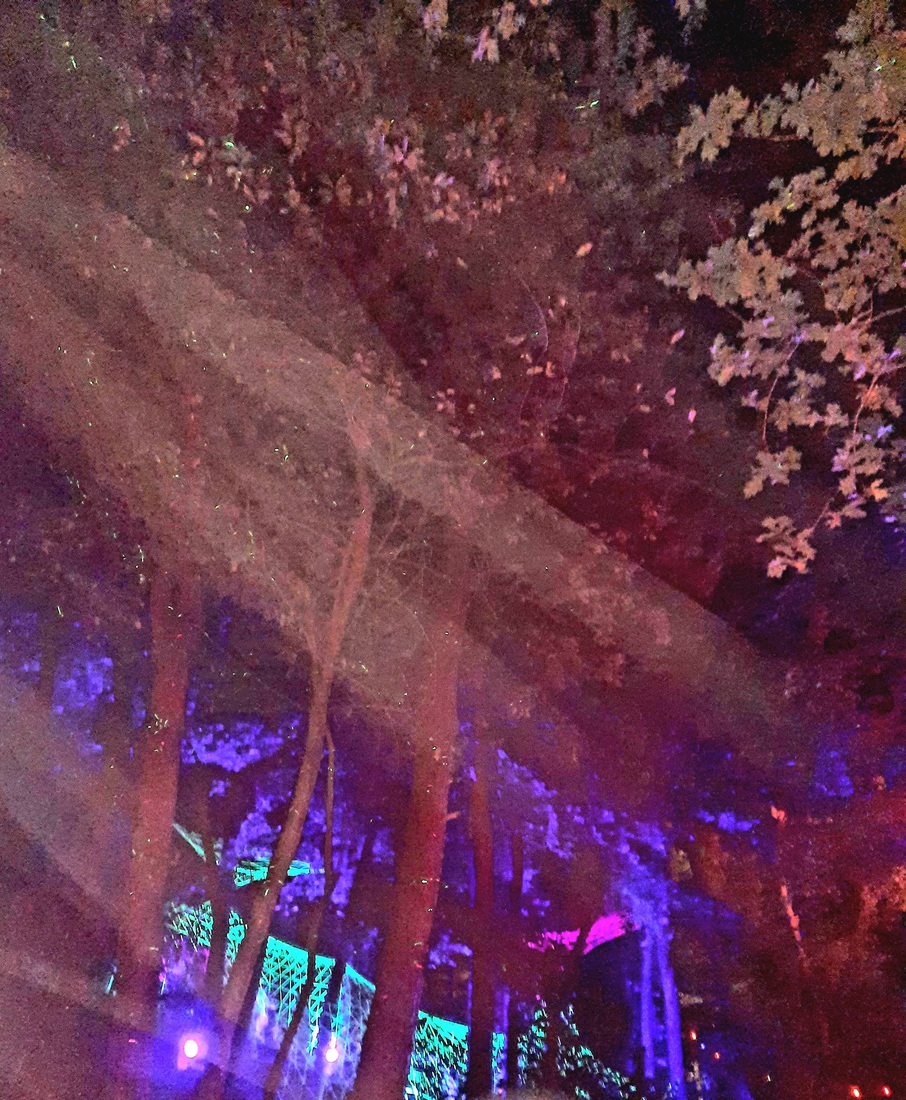 Into the Wood