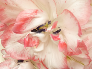 Bloemen, lente, zomer herfst of winter