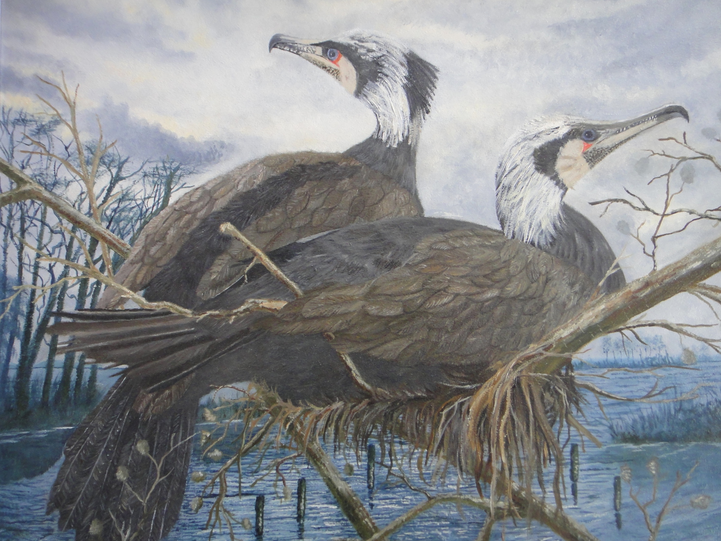 Olieverfschilderij Aalscholvers