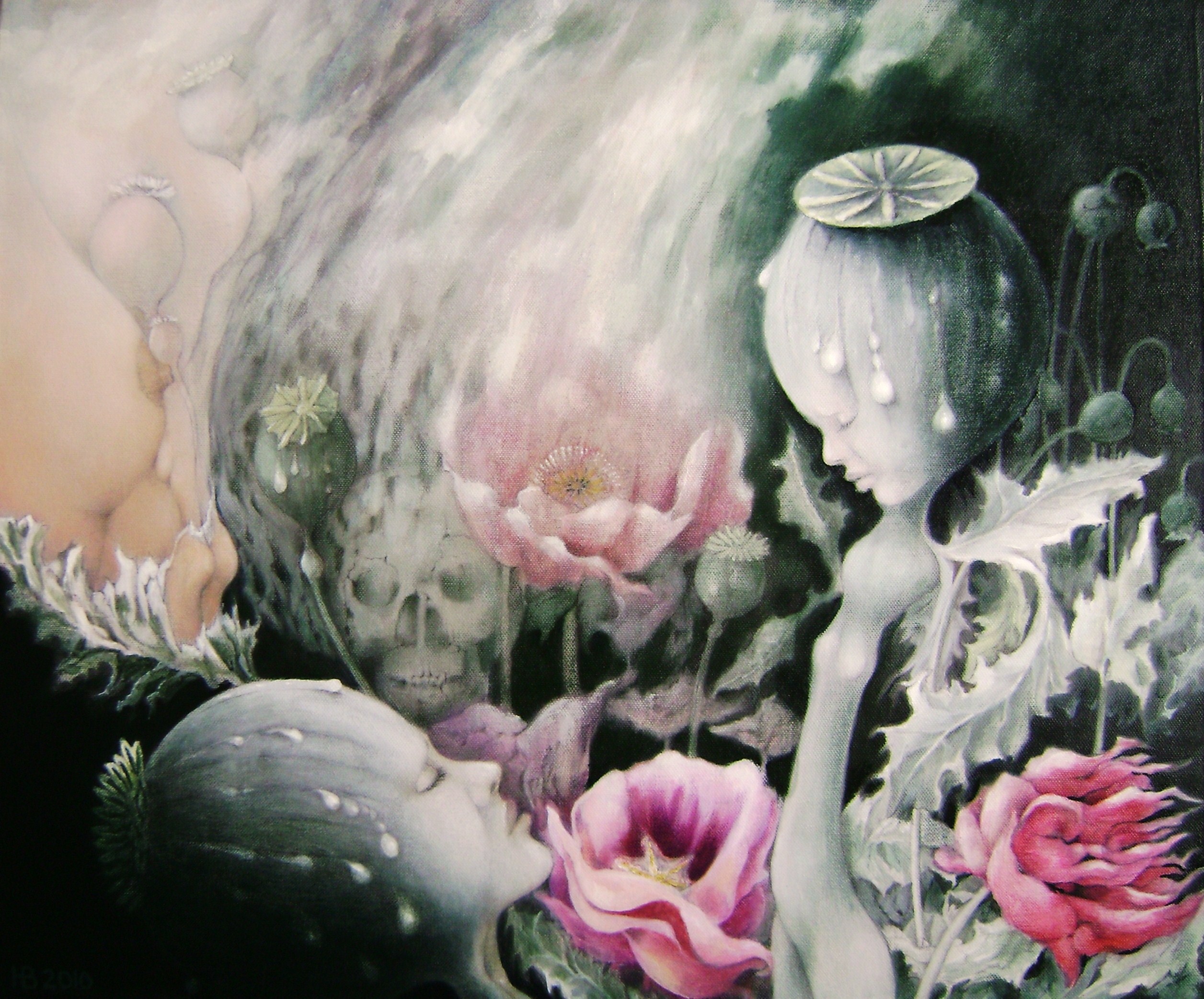 opium poppies
