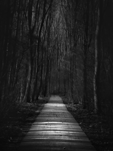 winterlicht: uitersten van licht en donker, tegenlicht en diepe schaduwen, het laatste blad, grafische patronen van riet...