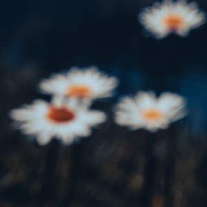 fotografie van kleine scènes in landschap en natuur met verschillende technieken, veelal macro-fotografie.