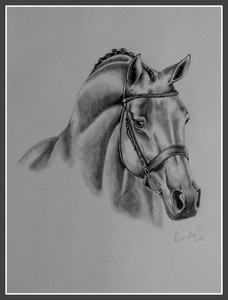 Paarden zijn mijn passie al van kinds af aan,ik ben graag op zoek naar mooie composities en hoop de kracht,edelheid schoonheid de pracht van deze dieren terug te brengen in mijn werk