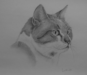 katten zijn mijn lievelingsdieren en ik vind het leuk om hun gekkigheid en karakter terug in mijn werk te brengen