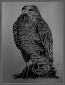 Het tekenen van vogels geeft mij een gevoel van vrijheid,vooral de roofvogels spreken mij ook erg aan