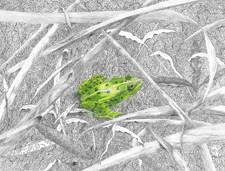 Groene kikker