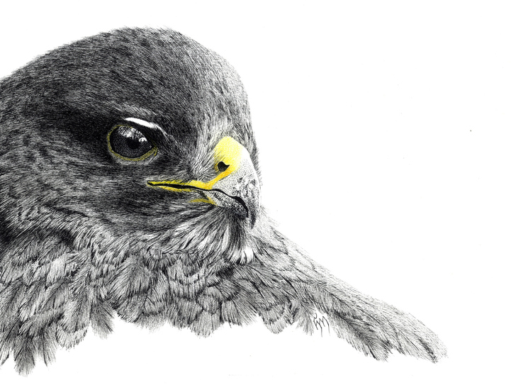 Buizerd