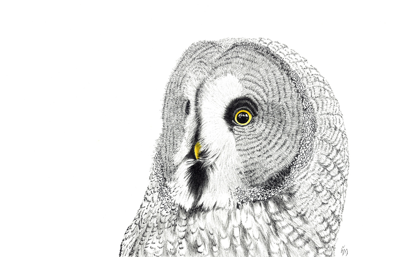 Laplanduil
