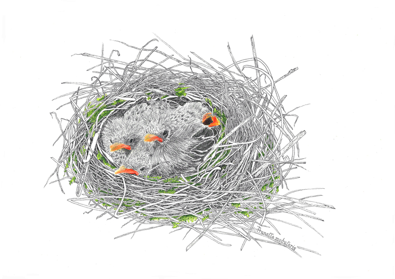 Nest jonge heggenmusjes