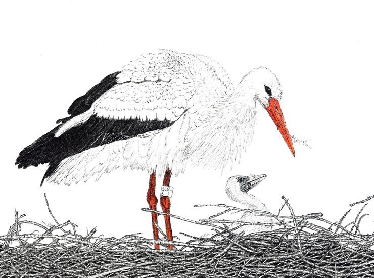 Ooievaar op nest