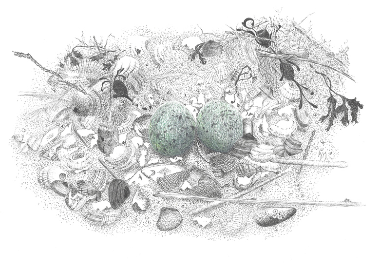 Nest dwergstern