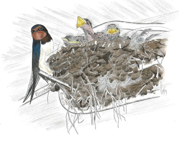 Nest boerenzwaluwen