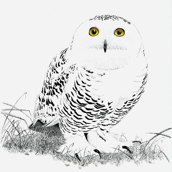 Sneeuwuil