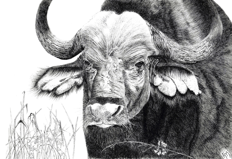 Waterbuffel