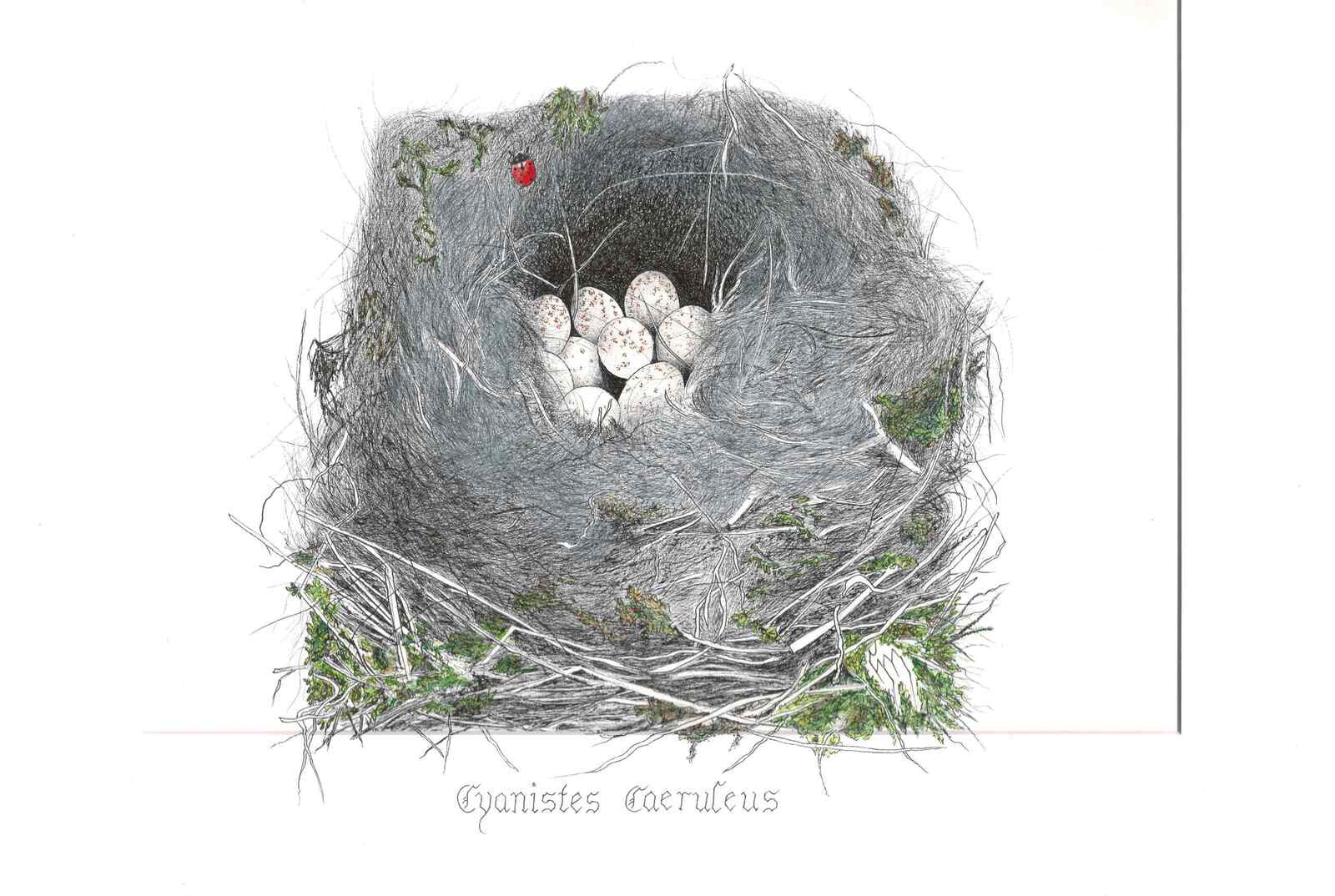 Nest pimpel met eitjes