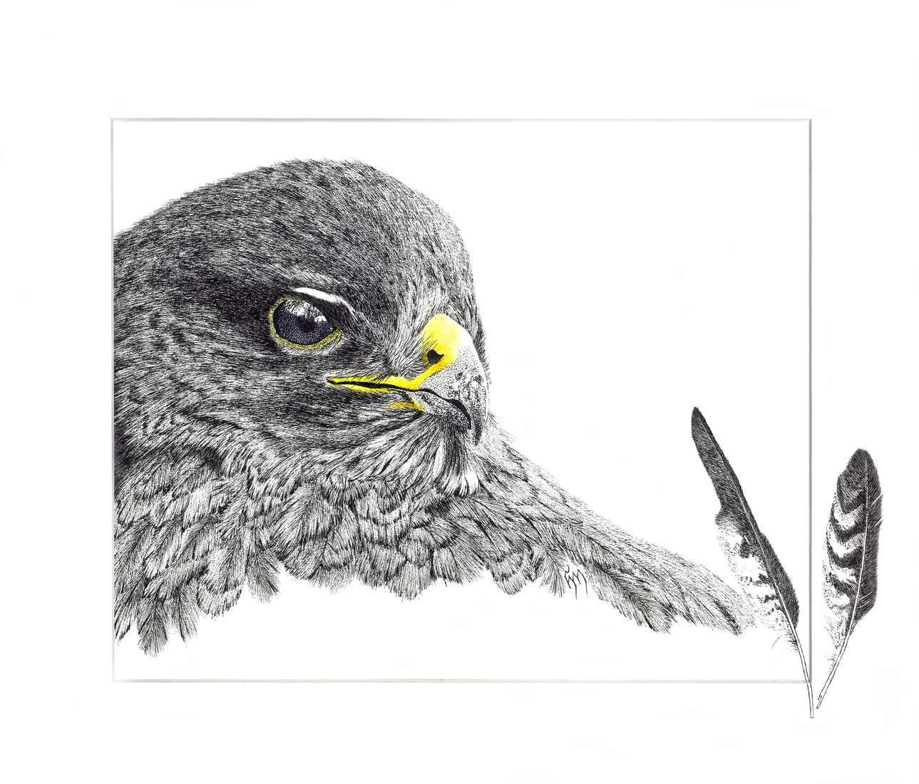 Buizerd