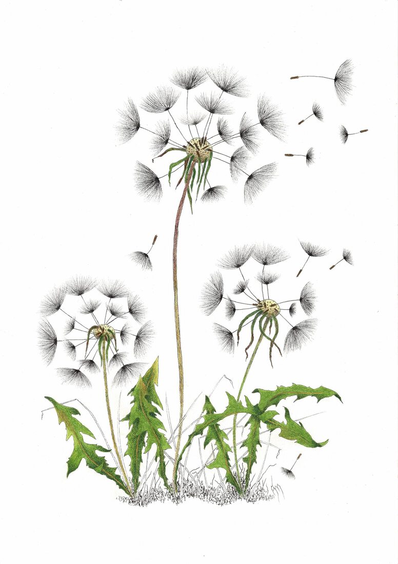 Uitgebloeide paardenbloemen