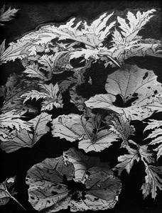 Zwart/wit tekeningen van de verschoppelingen van de natuur uit Ruigoordse bermen, zoals zevenblad, reuzenberenklauw, reuzenbalsemien, brandnetel, groot hoefblad e.a.