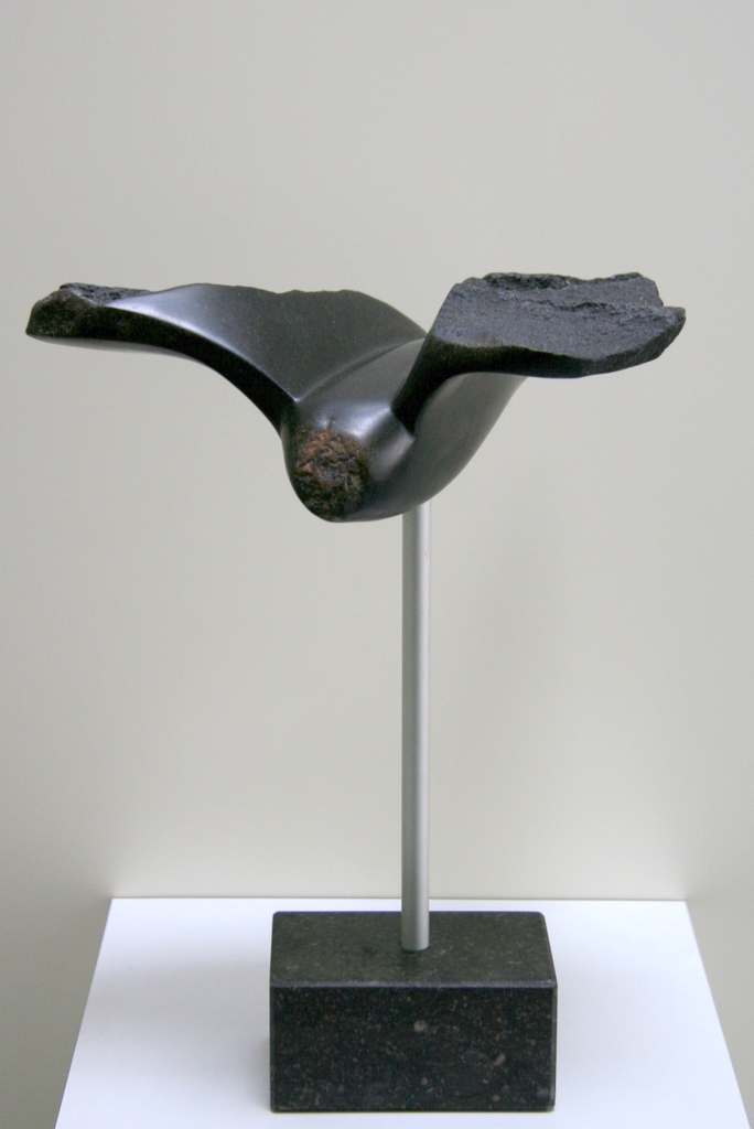 Black bird
