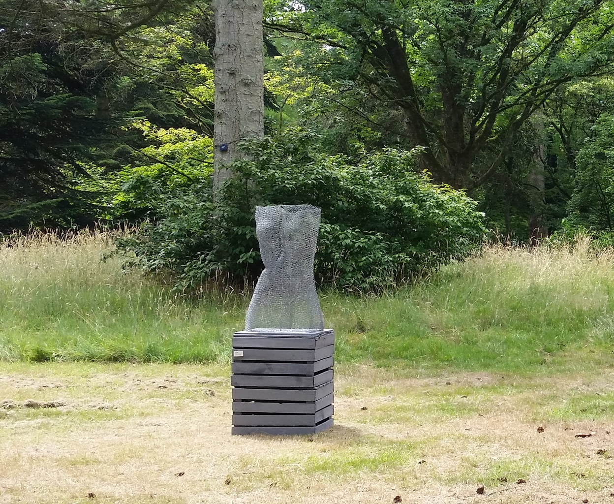 torso