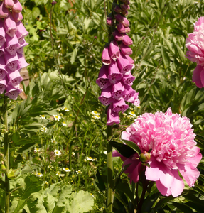 Foto's van planten, bloemen, kruiden, bloesem en ander moois.