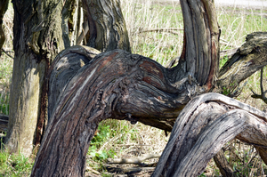 Soms laat je jezelf verrassen door iets wat gewoon mooi of gekleurd is. Zonder hierbij direct een vorm te ontwaren.