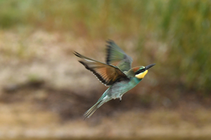 Prachtig om roofvogels te fotograferen bij Gerard en Bettine in Lunteren. Ze zijn valkenier en laten hun vogels op alle manieren op de plaat vast leggen. Ze zijn uiterst liefdevol bezig, de dieren zitten meest los, en genieten zelf ook van hun optreden.