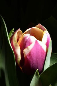 Linda van der Toorn heeft me geïnspireerd om anders met licht om te gaan. Op de Keukenhof heb ik een geweldige workshop gehad van haar. Hier de oefeningen.