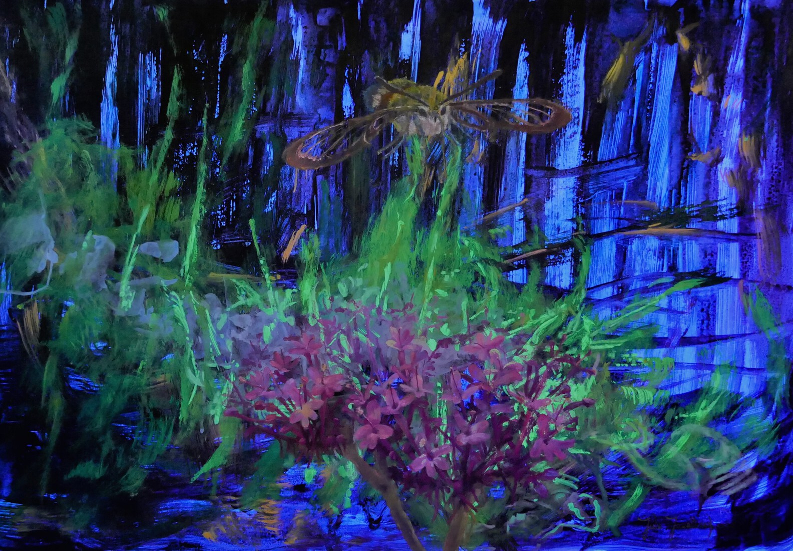 Glasvleugelpijlstaart vliegend naar Rode Valeriaan in Blacklight
