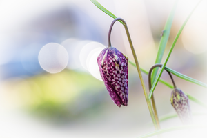 Bloemen