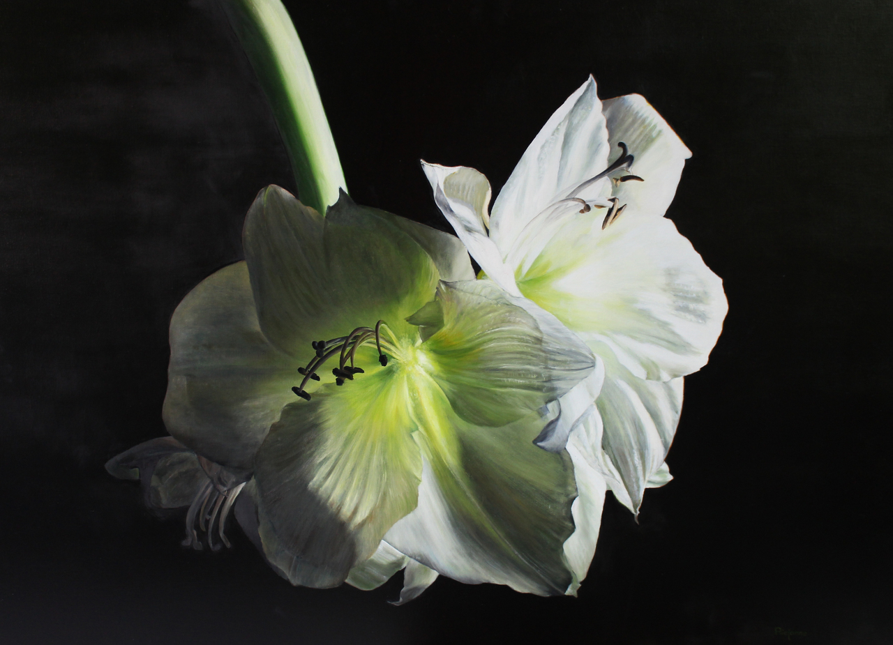 Amaryllis