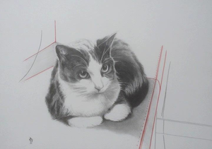 Een rijkdom aan dieren getekend.