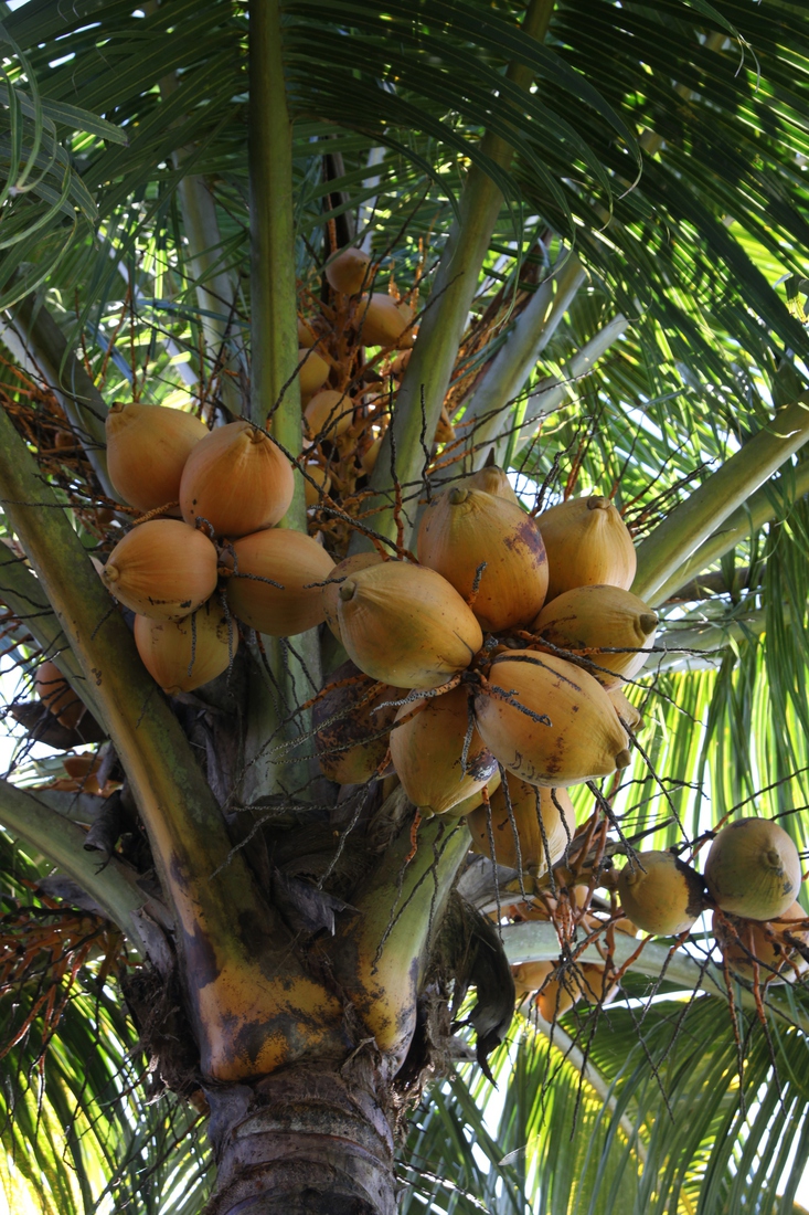 Lombok: Kokosnoot