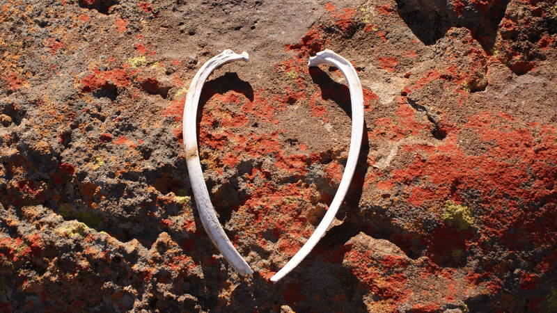 hart spring bok botjes
