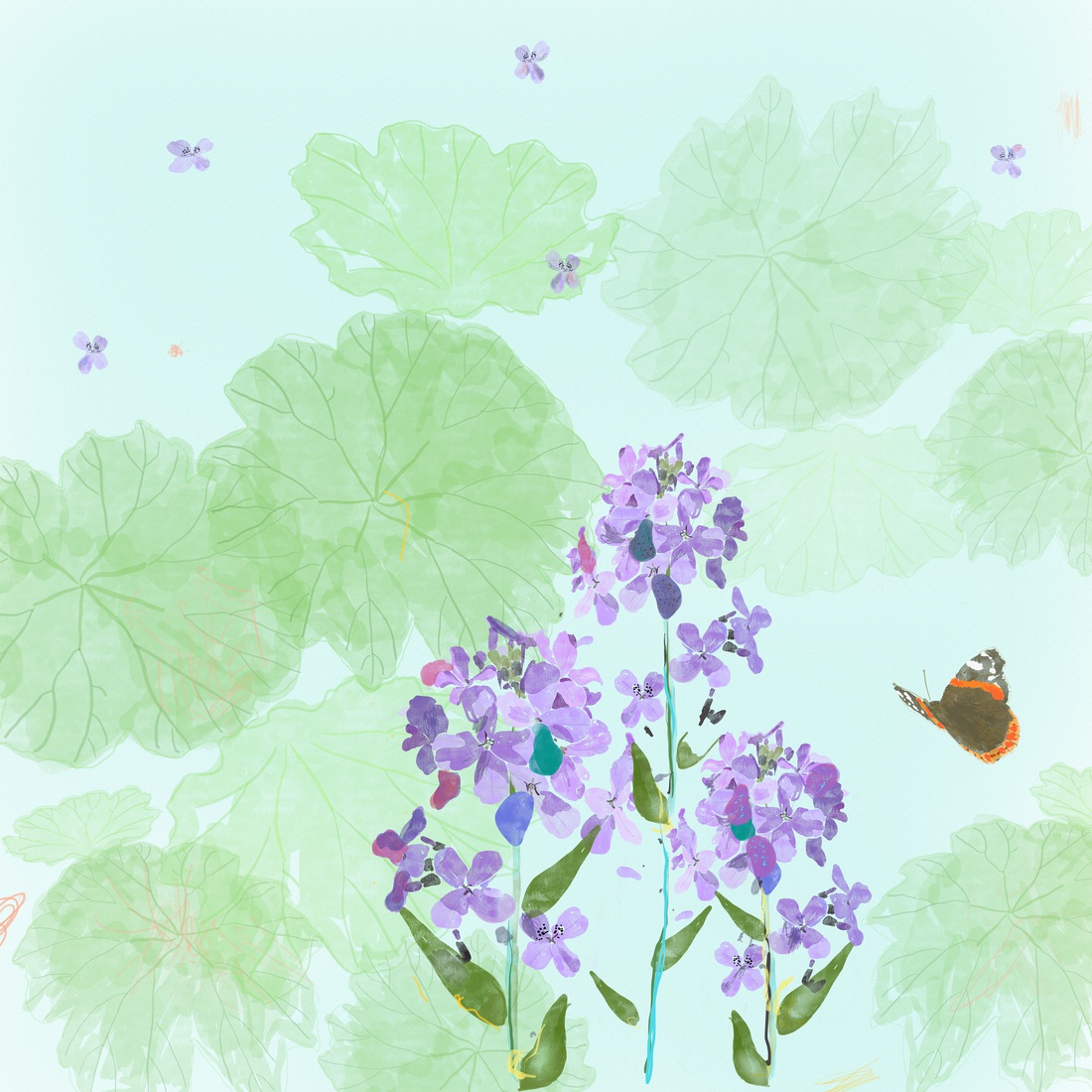 Erysimum