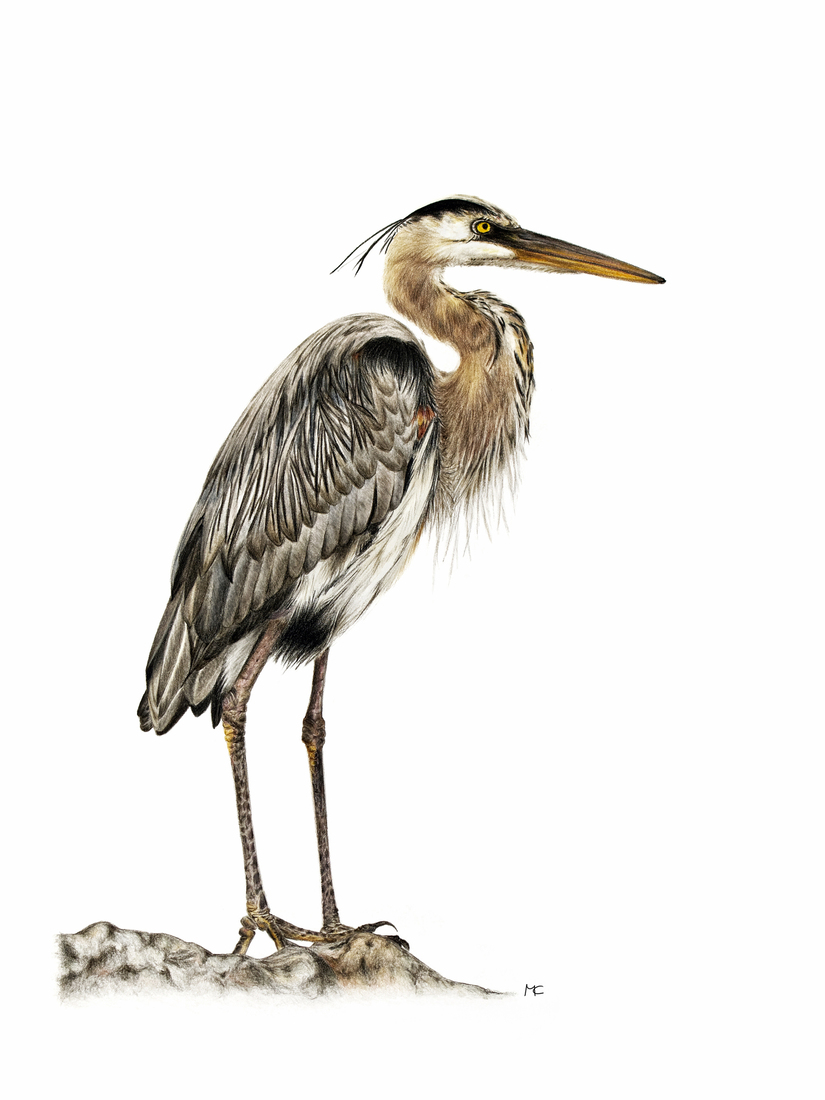 Grote Blauwe Reiger