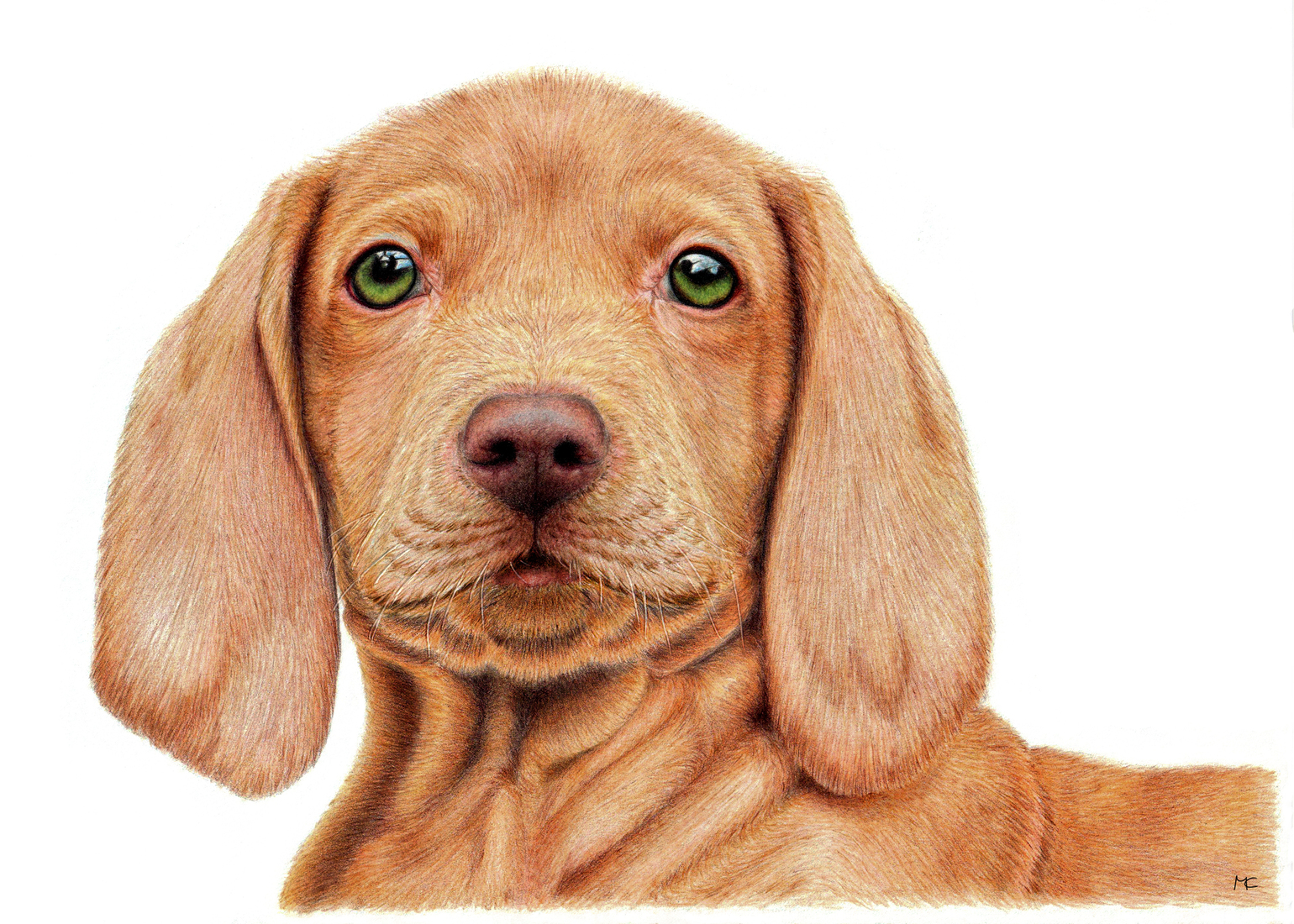 Hongaarse Vizsla