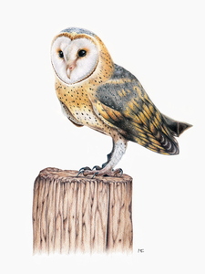 Kleurpotlood leent zich in het bijzonder voor zeer gedetailleerd werk.
Ik ben een natuurliefhebber en teken graag vogels, wildleven en insecten.
Ik doe dit in mijn vrije werk alsook in opdracht. Hier vindt u een klein assortiment van mijn tekeningen.