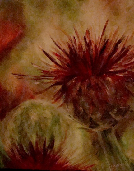 De rode korenbloem