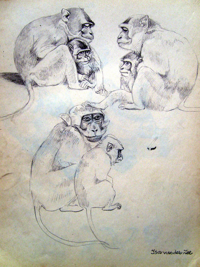 Makaken in Artis