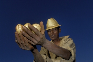 In Madagascar rice is staple food. Even so, in the highlands agricultural conditions for potato growing are favorable. The main problem facing cultivators is the presence of crop diseases due to poor stock and lack of fertilizer. The Netherlands have a reputation as potato growers. In Fifam,anor, a research center for seed potato propagation in Antsirabe, Dutch potato seed trading houses and the Malgache government are coöperating to improve potato cultivation.