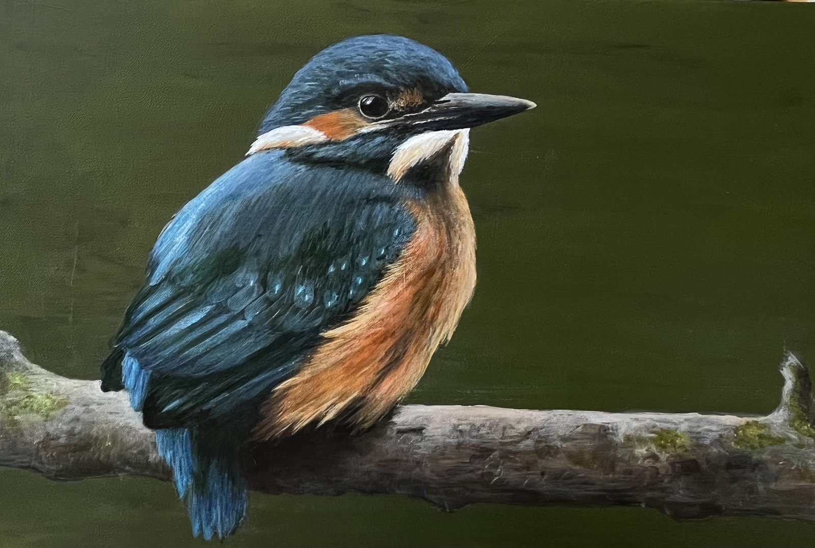 IJsvogel
