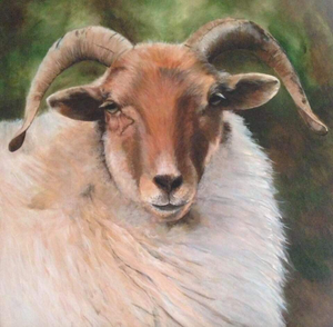 Olieverf- en acrylschilderijen van schapen