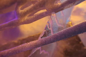 Onbewerkte foto’s waarin licht, vergankelijkheid en het spel tussen scherpte en vervaging een illusie scheppen die echter voelt dan werkelijkheid.
Elke foto is een uniek, onbewerkt moment – een beeld dat nooit meer kan worden herhaald, gevangen in de spanning tussen droom en werkelijkheid.
Alle werken in deze groep kunnen op ieder gewenst formaat en divers materiaal gekocht worden. Vanaf 120x90 Oplage max. 6.   Kleinere formaten oplage max. 20.