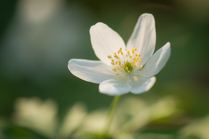 Inheemse bloemen en planten