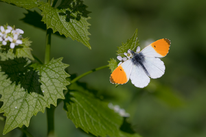 Dagvlinders en motten