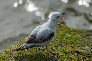 Zeldzame vogels in Nederland